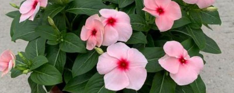 日日春怎么养殖,每天至少接受4小时的光照