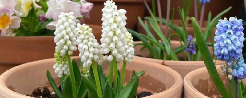葡萄风信子的养殖方法，每隔1-2年换土一次