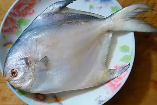 白鲳鱼有哪些做法,可清蒸也可香煎