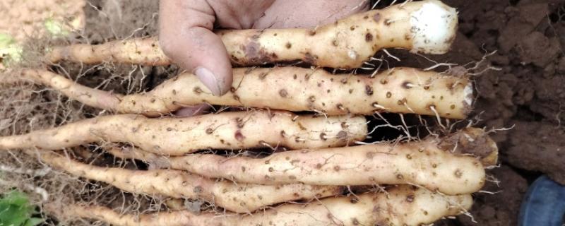 山药种苗的价格，一株售价0.2-1.8元左右