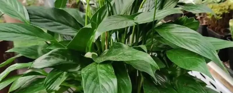 一帆风顺花有没有毒，受伤时会流出含有毒素的液体