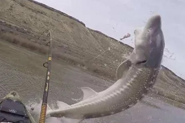 钓鲟鱼适合用什么打窝,选择原塘颗粒比较好