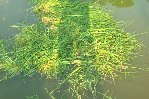 钓鲟鱼适合用什么打窝,选择原塘颗粒比较好