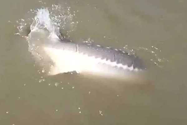 钓鲟鱼适合用什么打窝,选择原塘颗粒比较好