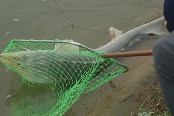 钓鲟鱼适合用什么打窝,选择原塘颗粒比较好