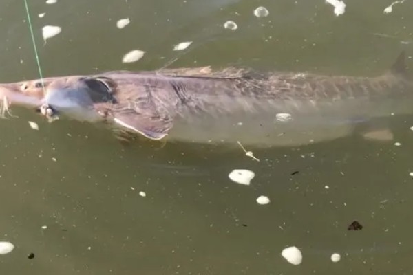 钓鲟鱼适合用什么打窝,选择原塘颗粒比较好