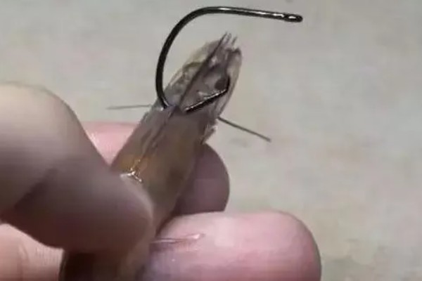 钓鲟鱼适合用什么打窝,选择原塘颗粒比较好