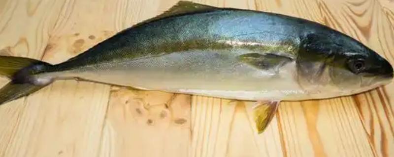 油甘鱼的产地，产地有拉丁美洲、南美洲等