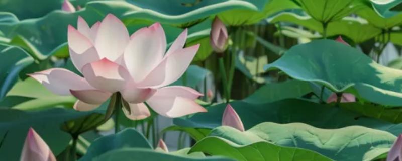 立夏有什么关于风向的农谚,立夏东南风、大旱六月中