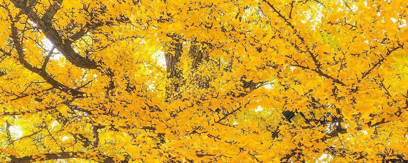 秋分和立秋哪个才算真正入秋,是指秋分