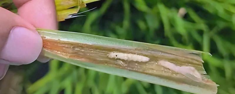 水稻钻心虫怎么防治，喷施氰戊菊酯等药物