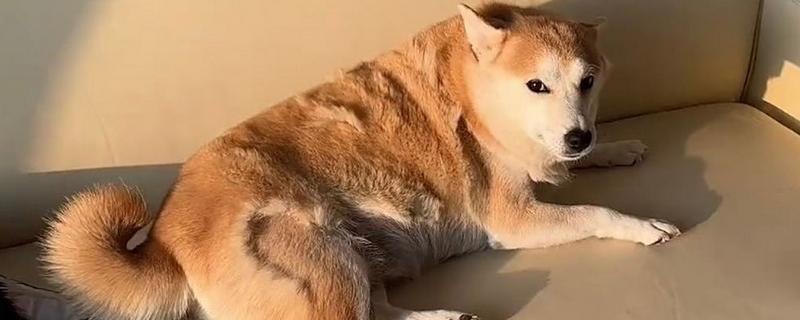 狗掉毛如何处理,补充多维营养可以缓解掉毛现象