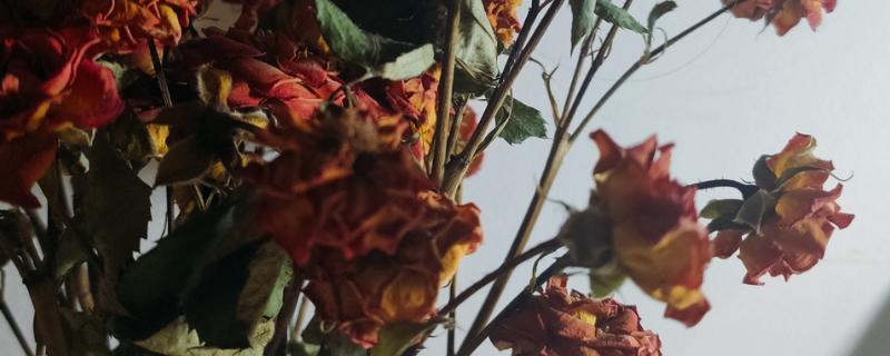 干花的保存方法,装在干燥的纸箱中并放在阴凉、干燥处