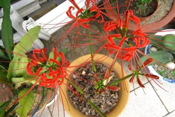 彼岸花多久开花一次,一年开一次花