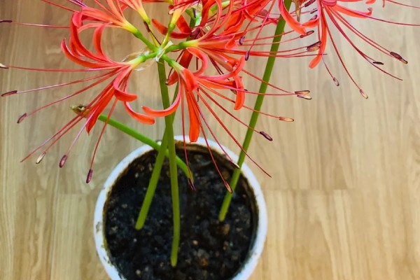 彼岸花多久开花一次,一年开一次花