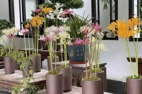 彼岸花多久开花一次,一年开一次花