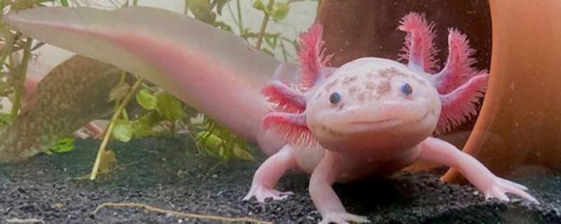 蝾螈是不是爬行动物，属于两栖纲并非爬行纲