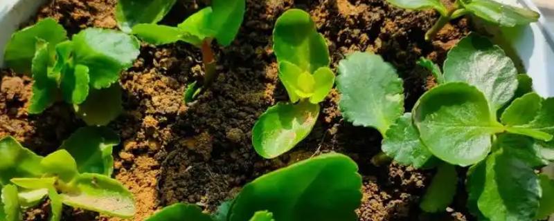 长寿花夏季能不能扦插，扦插后要养在通风明亮处