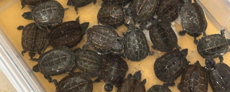 小乌龟能不能晒太阳,晒背具有预防疾病等好处