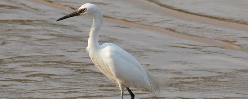 白鹭如何繁殖，雌鸟和雄鸟交配后会产卵