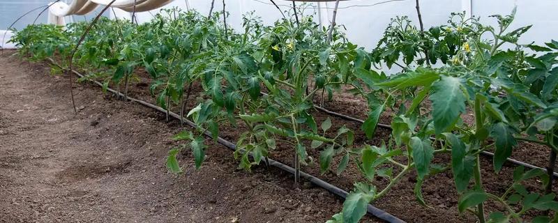 西红柿夏季需要每天浇水吗，每隔3-4天浇一次即可