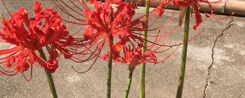 彼岸花多久开花一次,一年开一次花