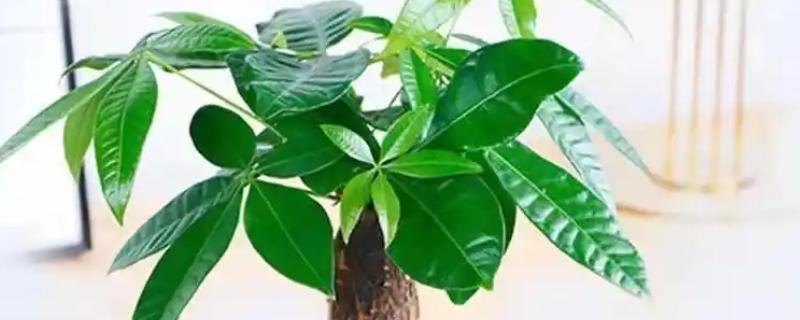 发财树叶尖发黄干枯如何解决,需要进行修剪