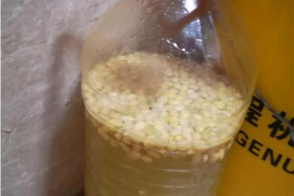 大豆怎样发酵当肥料,先用温水浸泡3个小时左右