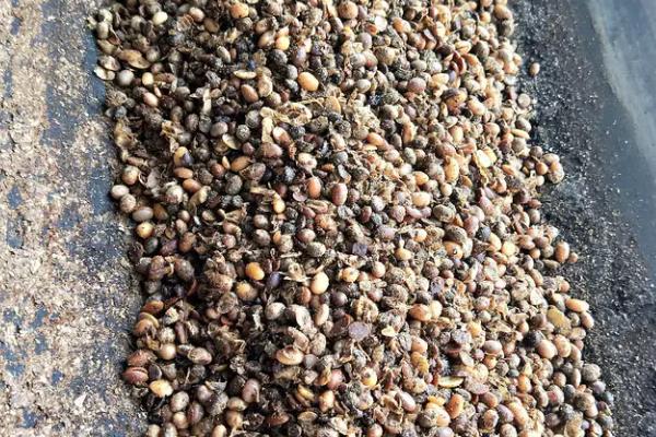 大豆怎样发酵当肥料,先用温水浸泡3个小时左右