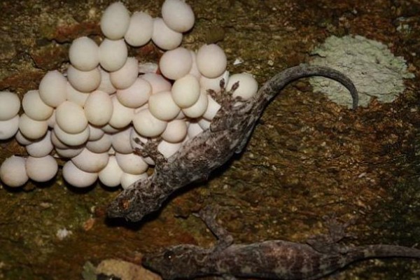 壁虎如何繁殖后代,成年后会自然交配