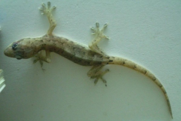 壁虎如何繁殖后代,成年后会自然交配