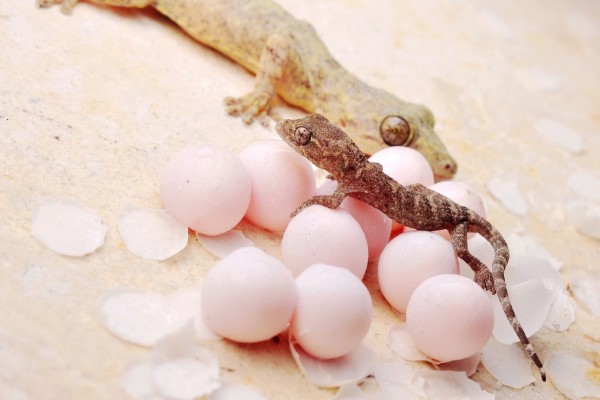 壁虎如何繁殖后代,成年后会自然交配