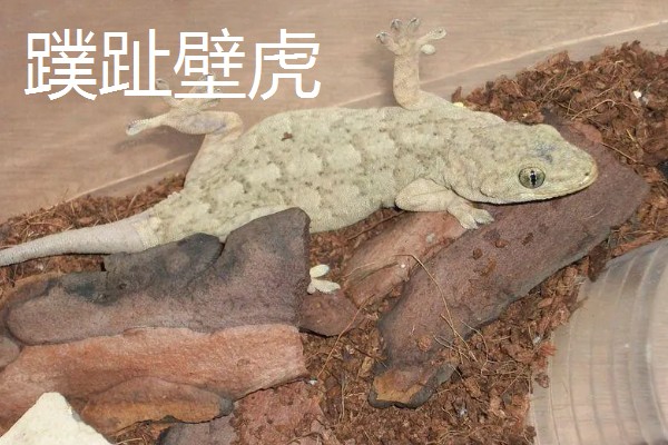 壁虎如何繁殖后代,成年后会自然交配