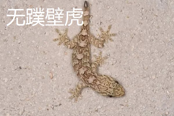 壁虎如何繁殖后代,成年后会自然交配