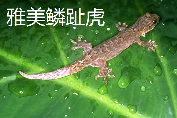 壁虎如何繁殖后代,成年后会自然交配