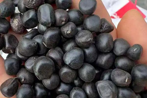 牡丹花籽如何种植,选择沙质土壤种植为佳