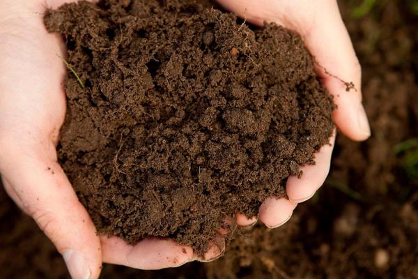 牡丹花籽如何种植,选择沙质土壤种植为佳