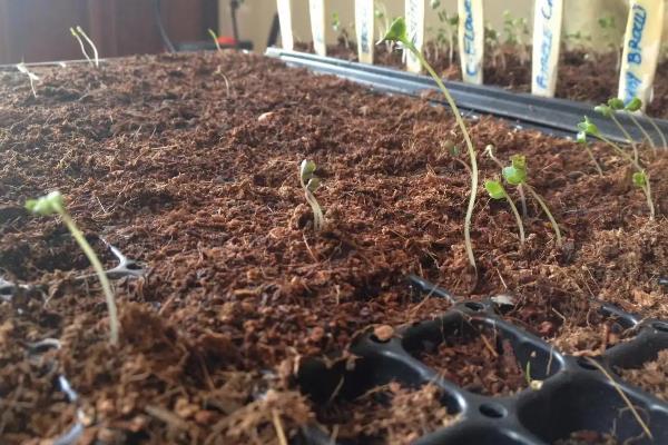 牡丹花籽如何种植,选择沙质土壤种植为佳