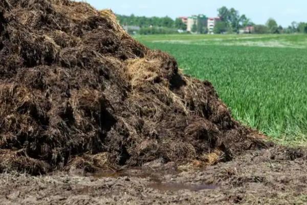 牡丹花籽如何种植,选择沙质土壤种植为佳