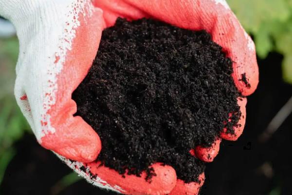 牡丹花籽如何种植,选择沙质土壤种植为佳