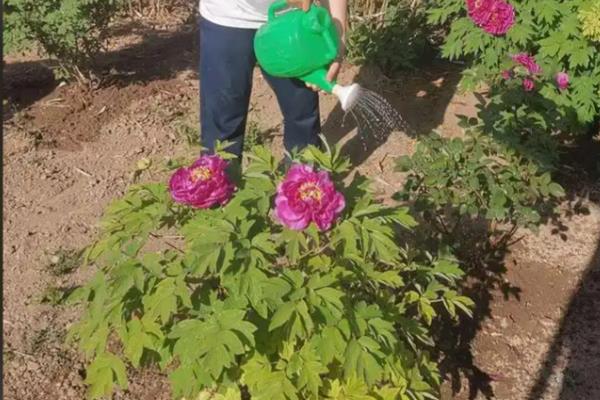 牡丹花籽如何种植,选择沙质土壤种植为佳