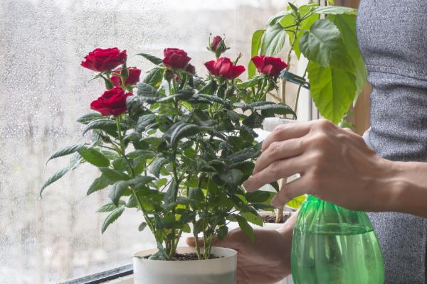 牡丹花籽如何种植,选择沙质土壤种植为佳