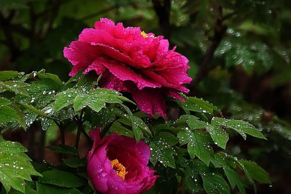 牡丹花籽如何种植,选择沙质土壤种植为佳