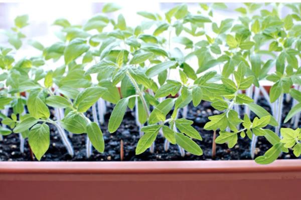 西红柿籽怎么种植,可以在春季和夏季进行
