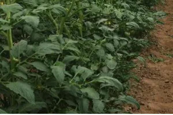 西红柿籽怎么种植,可以在春季和夏季进行