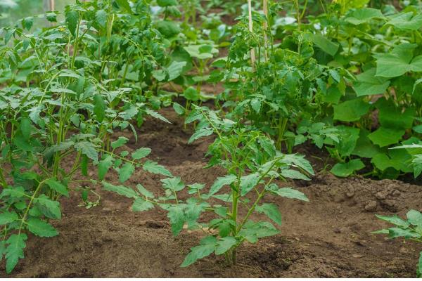 西红柿籽怎么种植,可以在春季和夏季进行