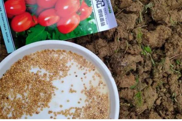 西红柿籽怎么种植,可以在春季和夏季进行