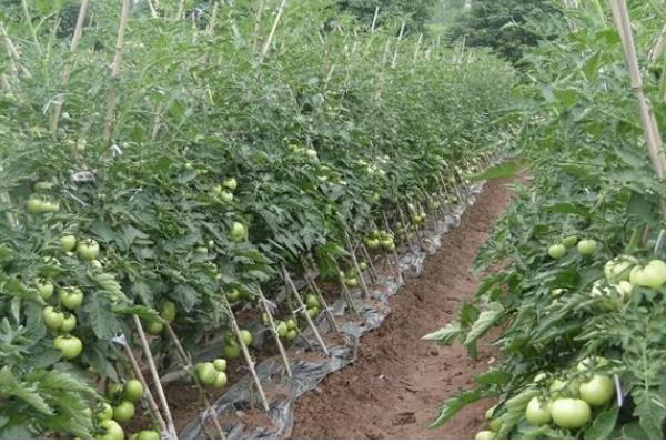 西红柿籽怎么种植,可以在春季和夏季进行