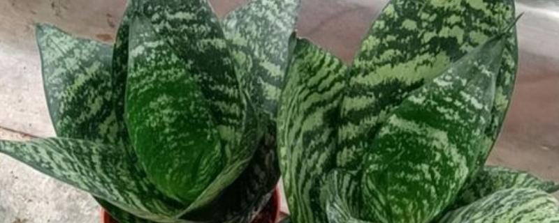 虎耳兰不开花是什么原因，可能是光照不足或土壤不适所致