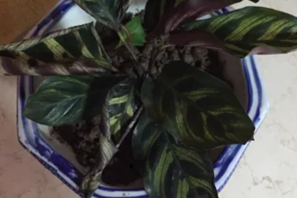 孔雀竹芋叶子卷边干枯的原因及解决方法,可能是阳光太强所致